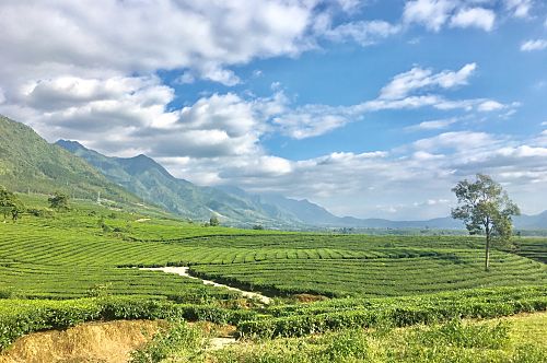 Đồi chè Tân Uyên không chỉ đem lại nguồn thu nhập ổn định cho người dân mà còn là điểm du lịch đầy hấp dẫn. Ảnh: Phương Lan